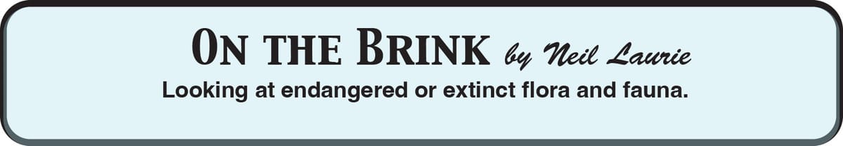 Dire wolves, de-extinct?