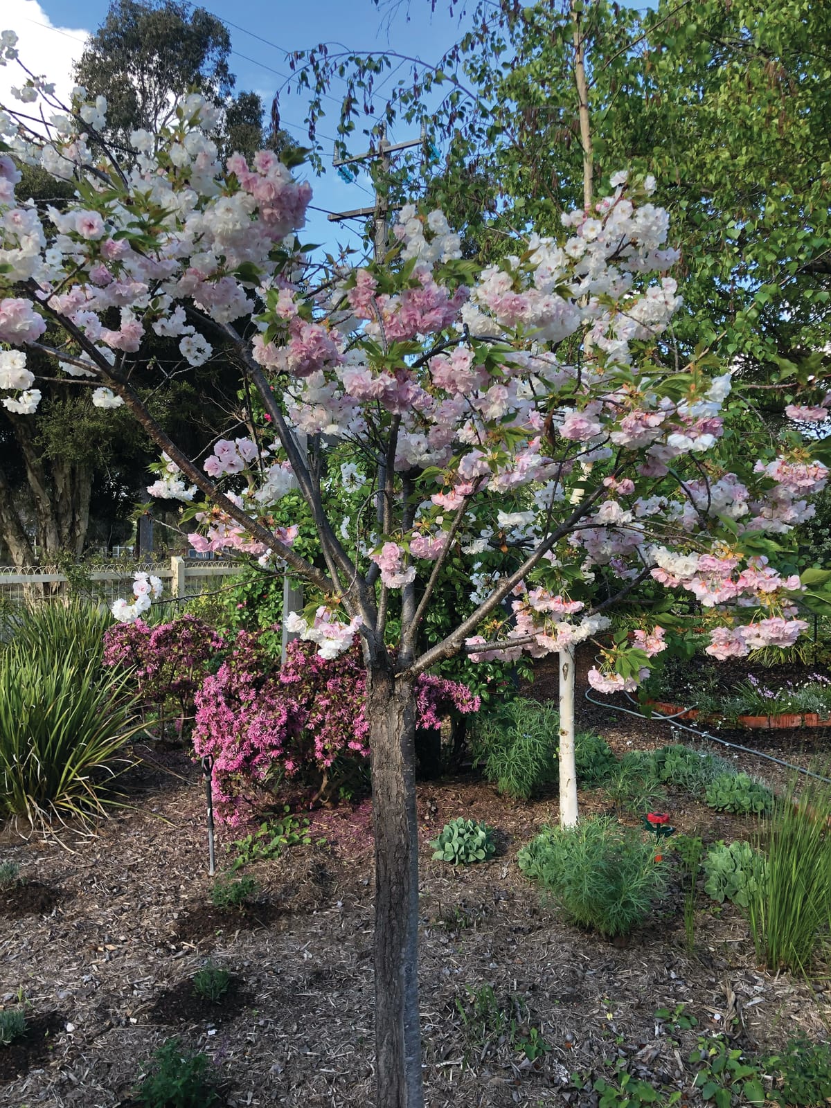 Spring brings magical time in the garden