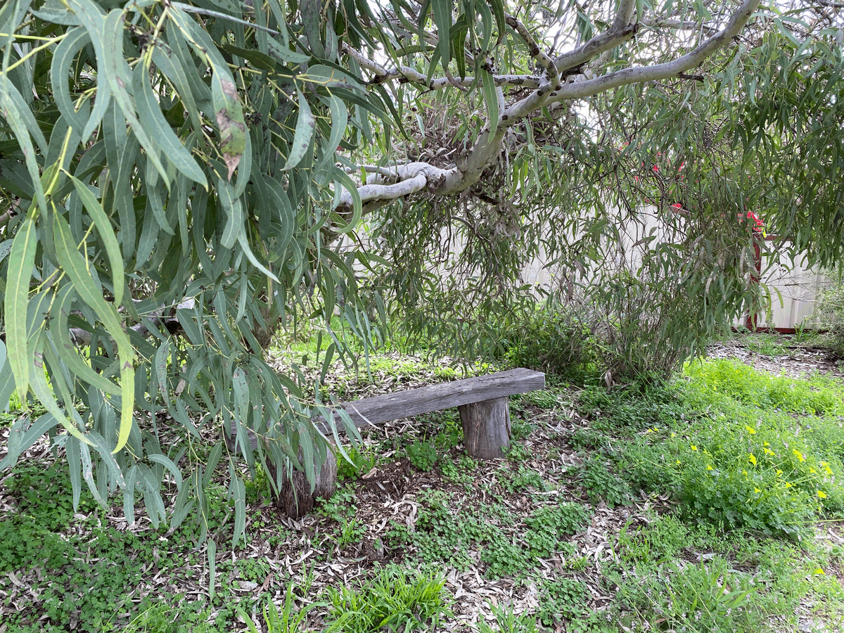 Winter in the garden