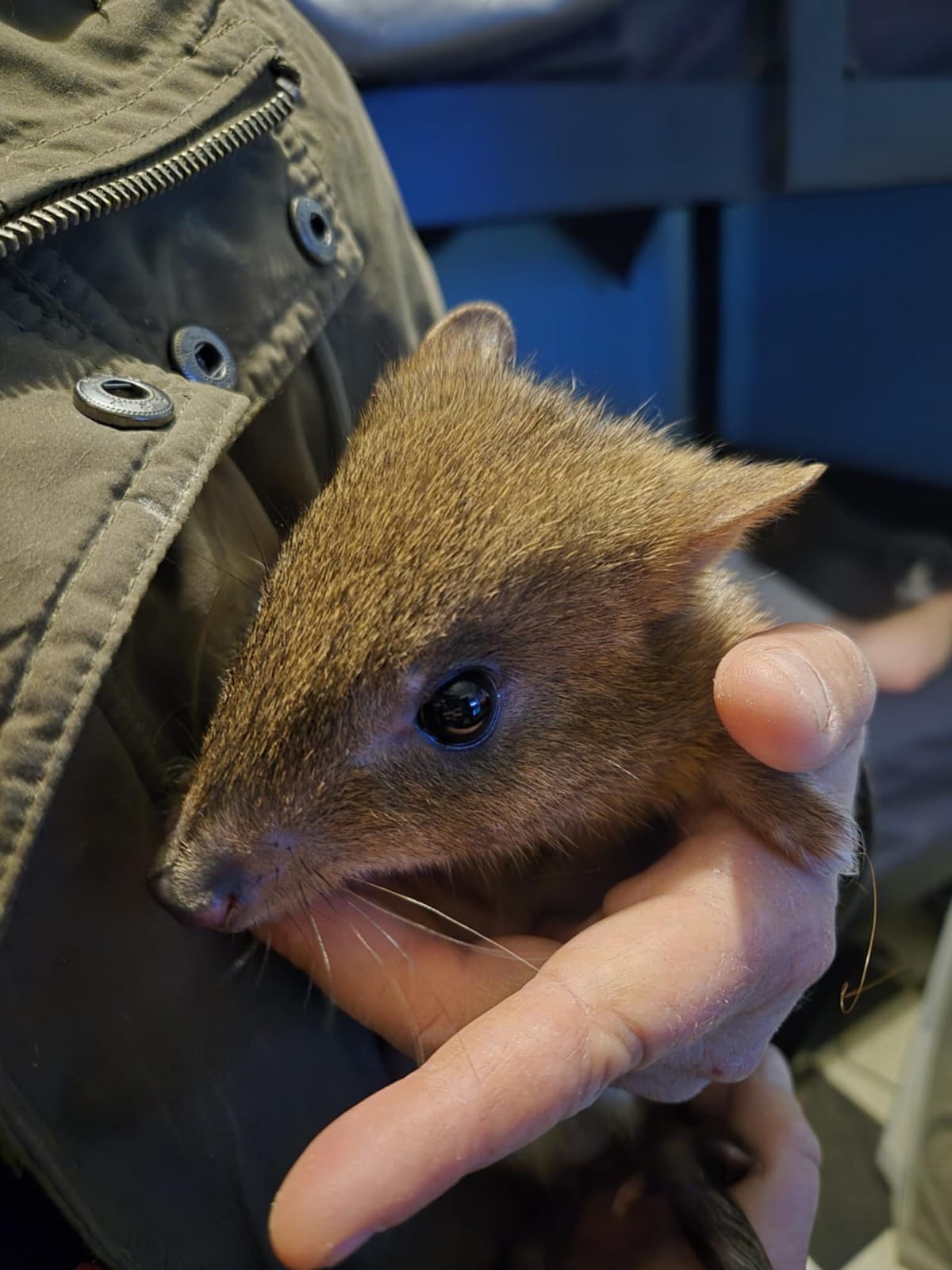 Brush-tailed Bettongs