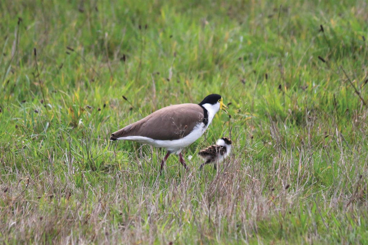 Spring is in the air