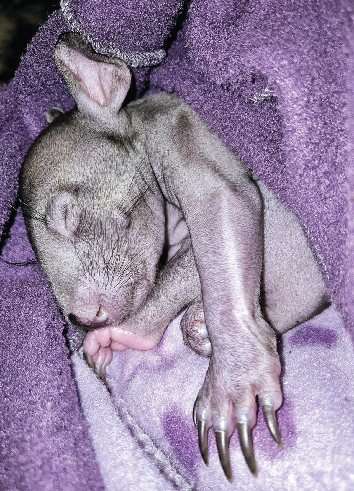Wilbur wombat