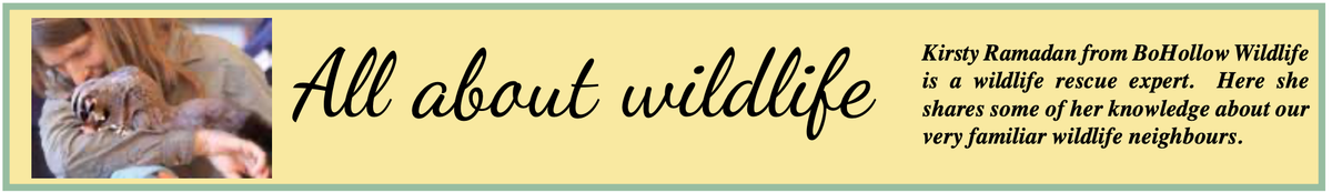 Catastrophic start to the year for wildlife too