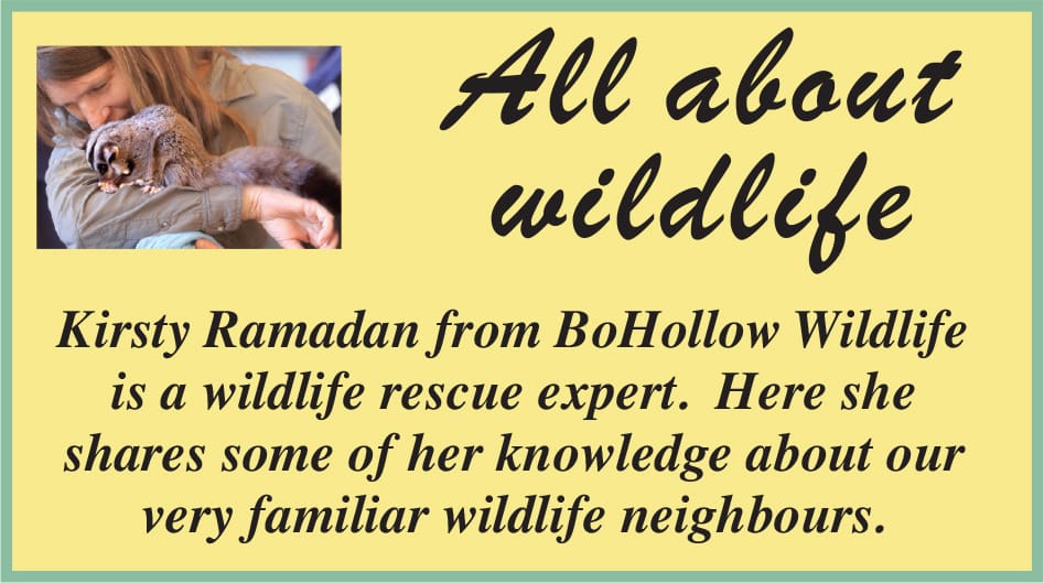 Catastrophic start to the year for wildlife too