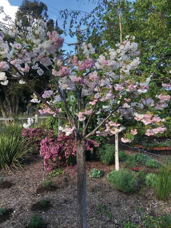 Spring brings magical time in the garden