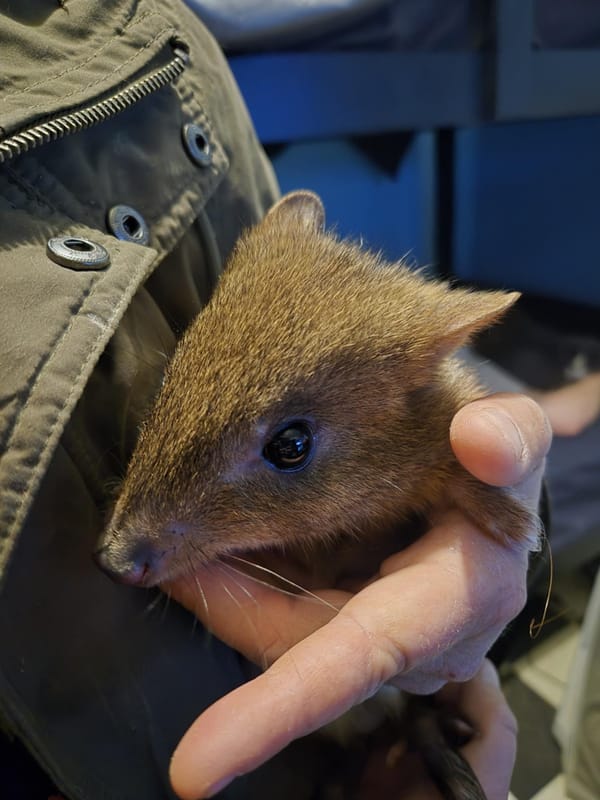 Brush-tailed Bettongs