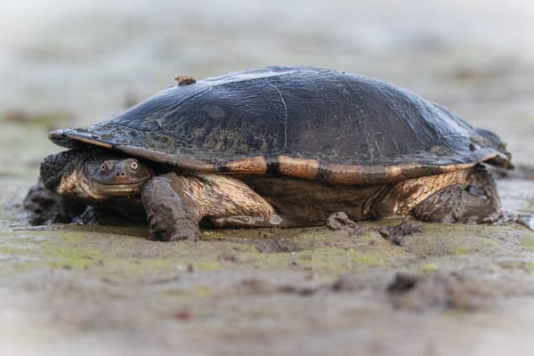 Management of wetlands in doubt