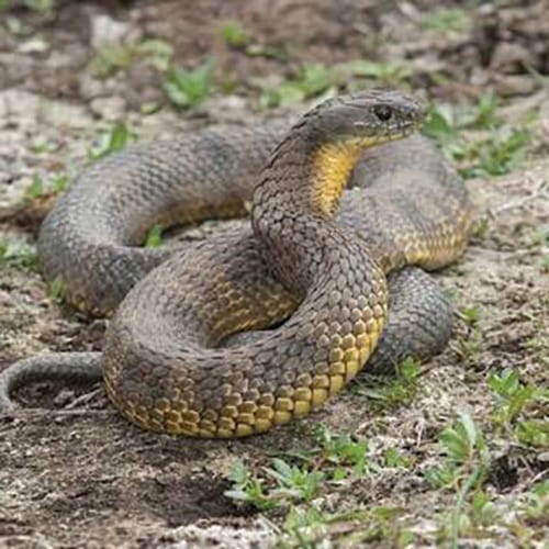 Snakes Alive!  (And it’s important that they are)