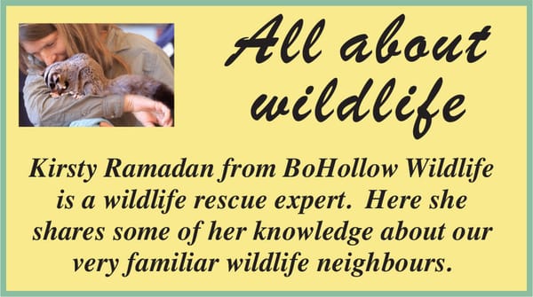 Catastrophic start to the year for wildlife too