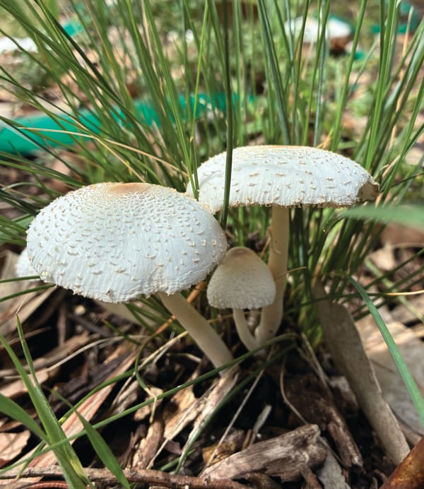 Rain after a drought