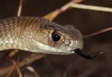 All about wildlife